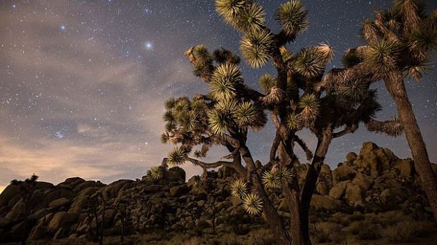 Joshua Tree, California USA